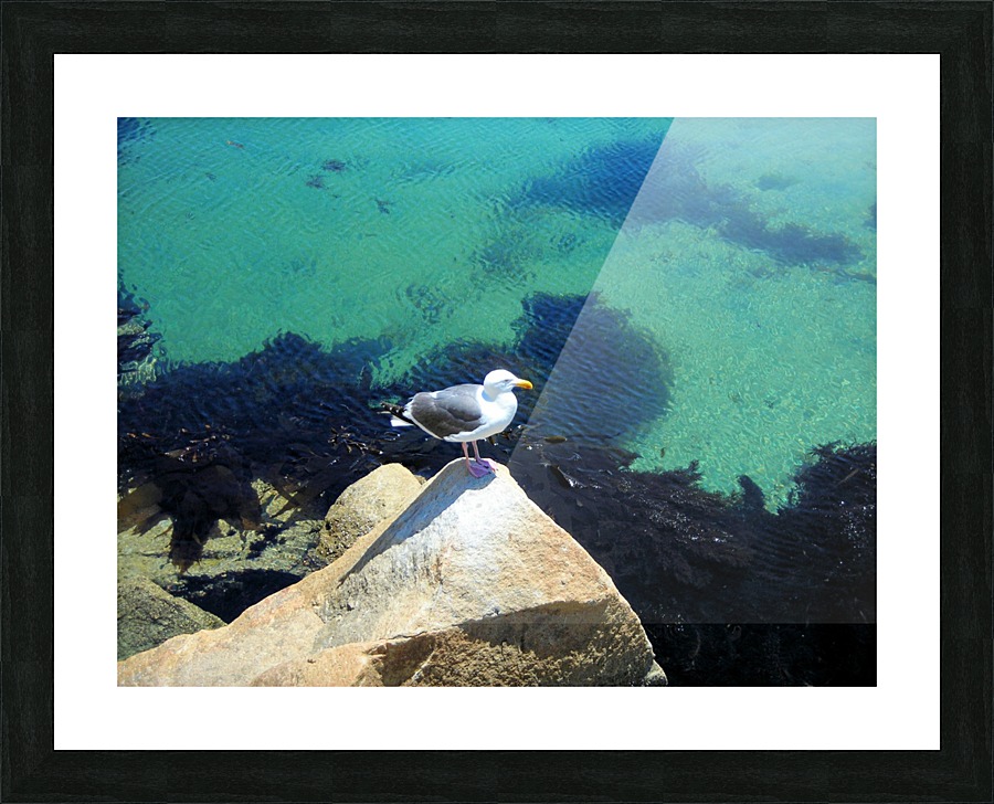 Bird20 Picture Frame print
