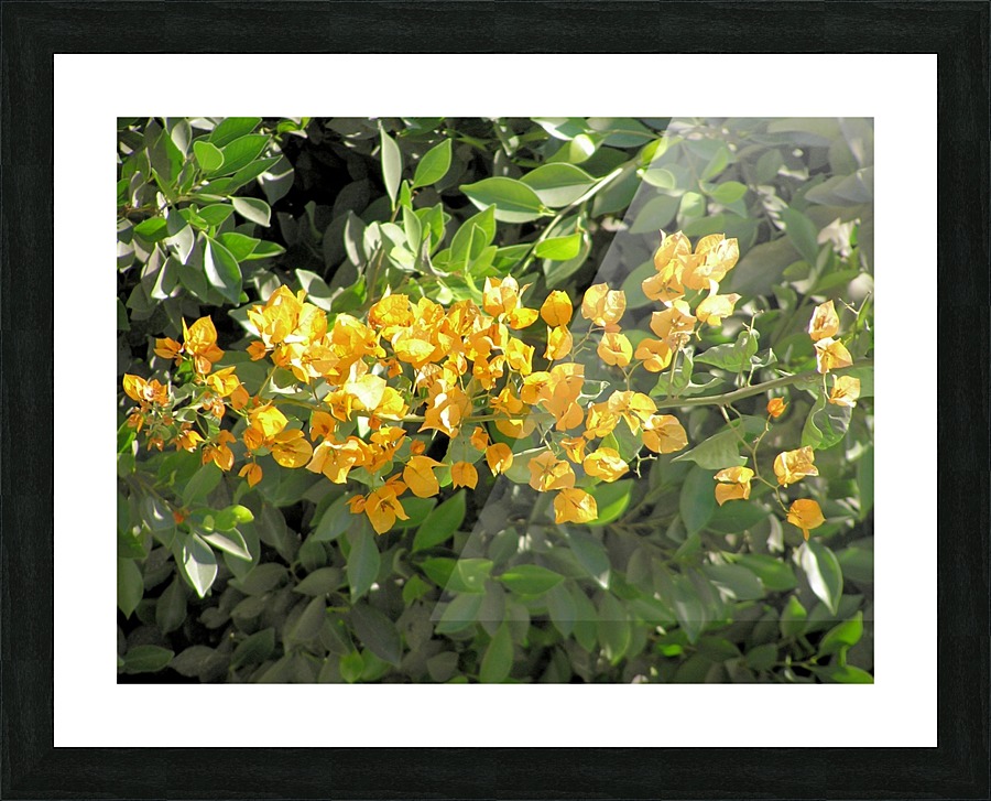 Flower35 Picture Frame print