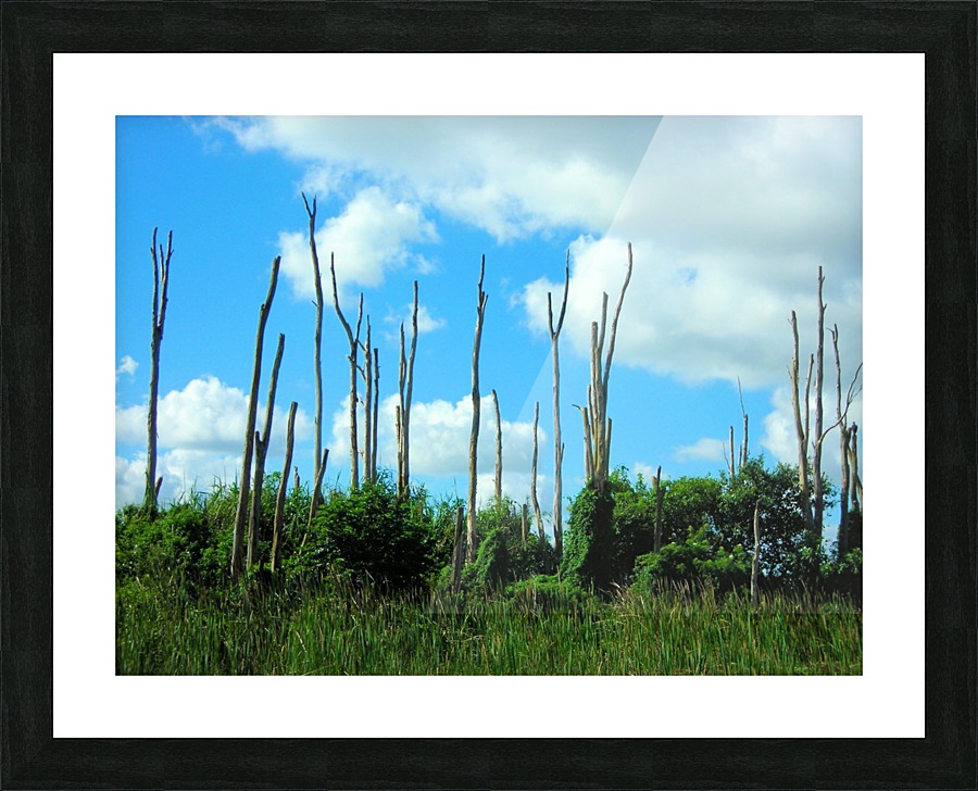 Everglades2 Picture Frame print