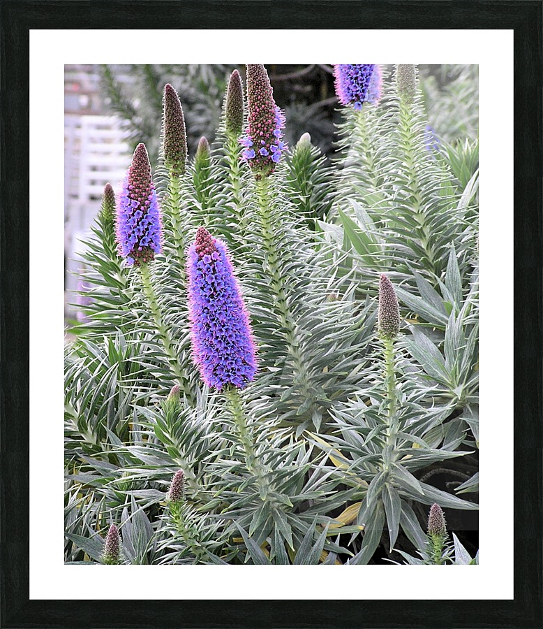 Flower33 Picture Frame print