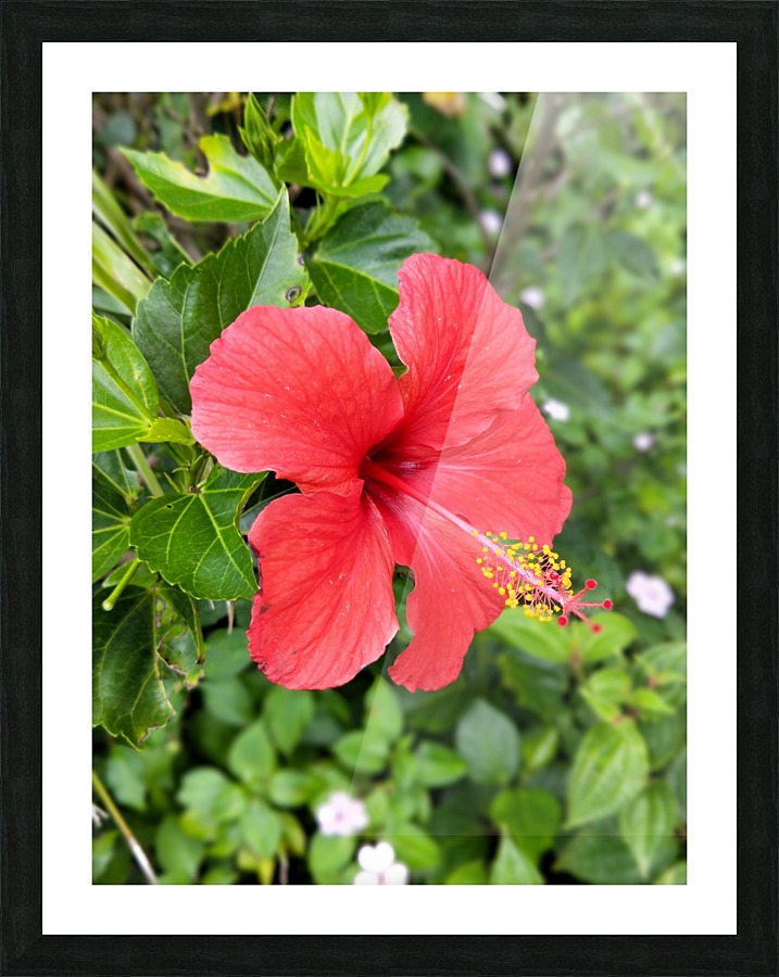  Fine Art print