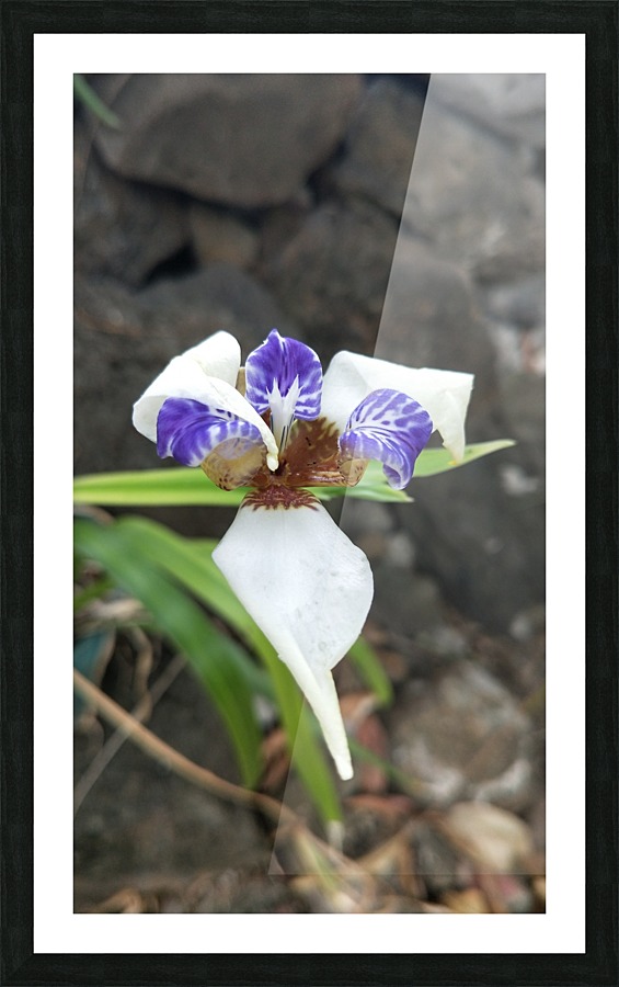  Fine Art print