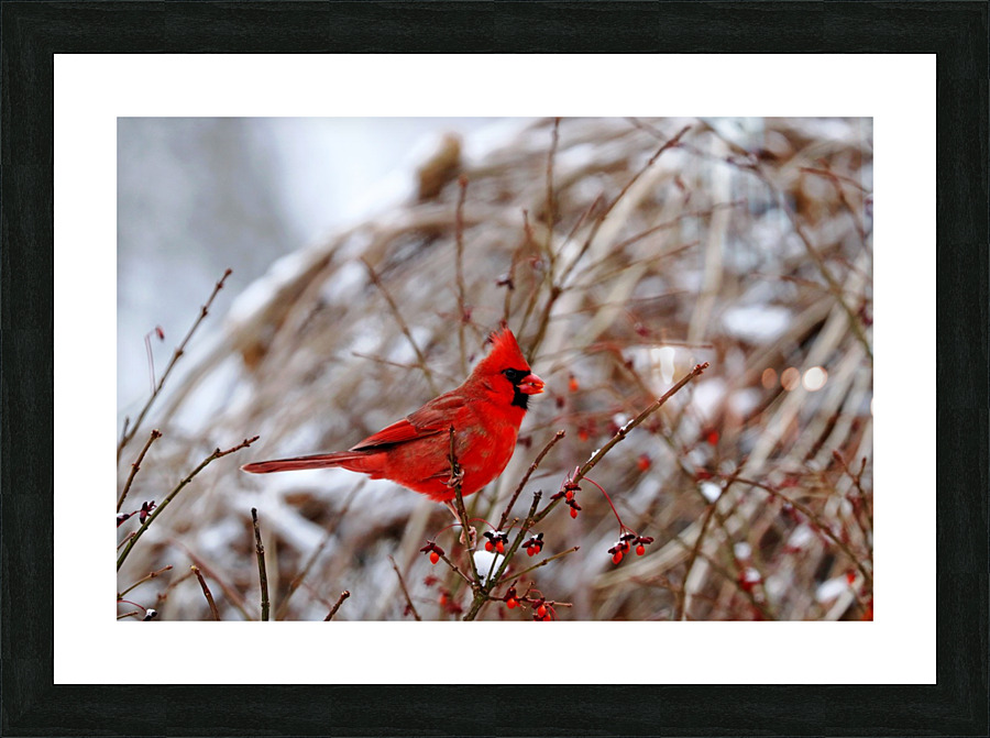 Winter Red Cardinal Deb Oppermann Canvas Winter Red Cardinal Picture Frame Printing