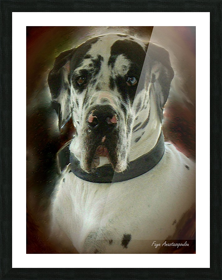 Kaiser The Great Dane Fotini Anastasopoulou Canvas Kaiser The Great Dane Picture Frame Printing