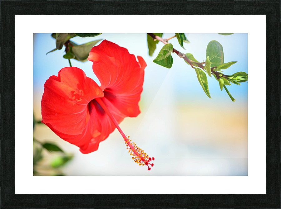  Fine Art print