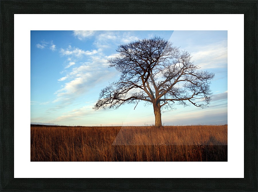 The Shubenacadie Tree Picture Frame print