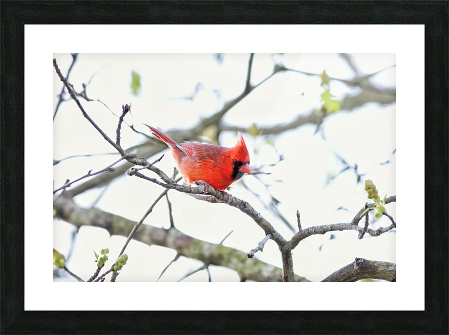 Cardinal Lambysnaps Canvas Cardinal Picture Frame Printing