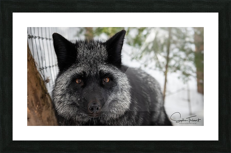 Kaya Picture Frame print