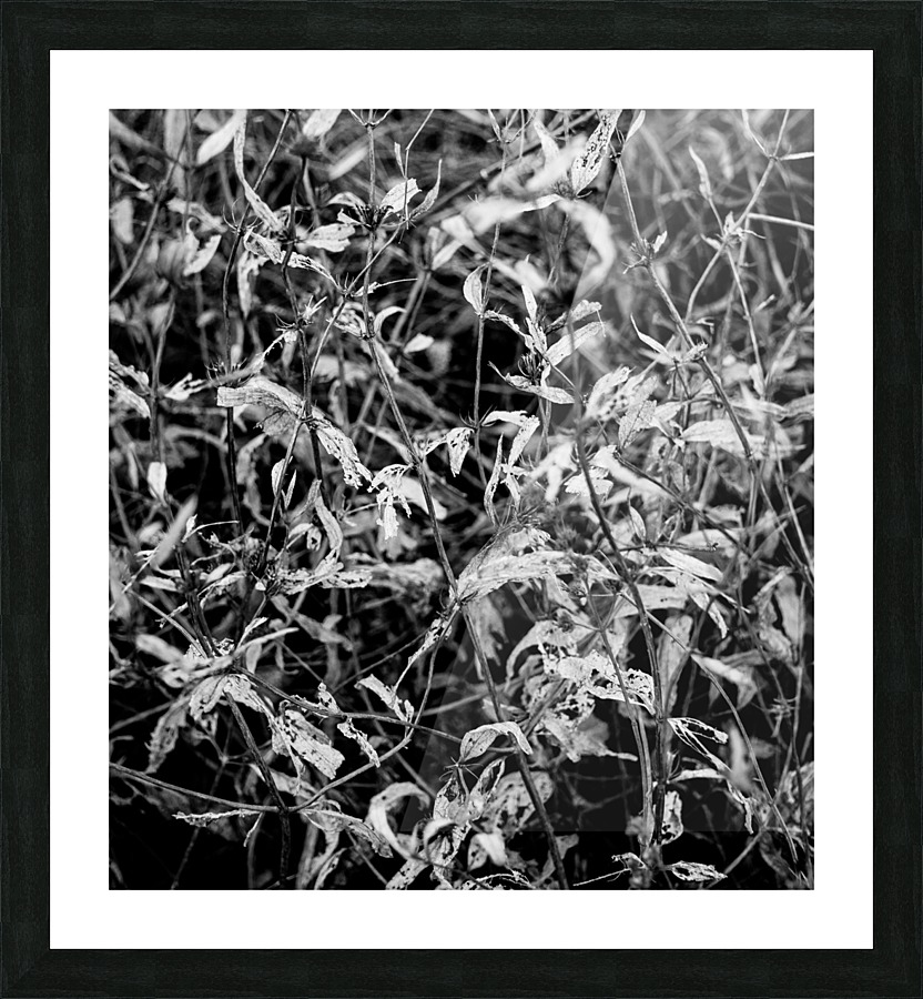 Dry leaves  Framed Print Print