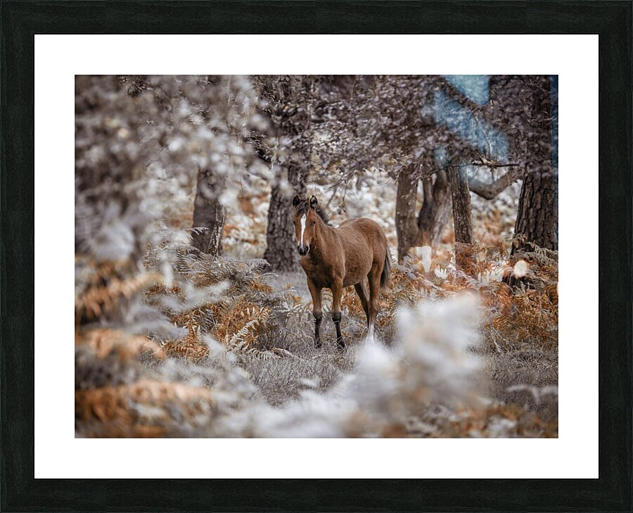  Fine Art print