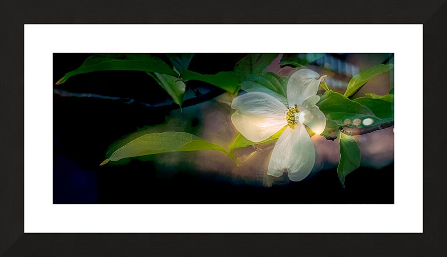 Dogwood Perfection Picture Frame print