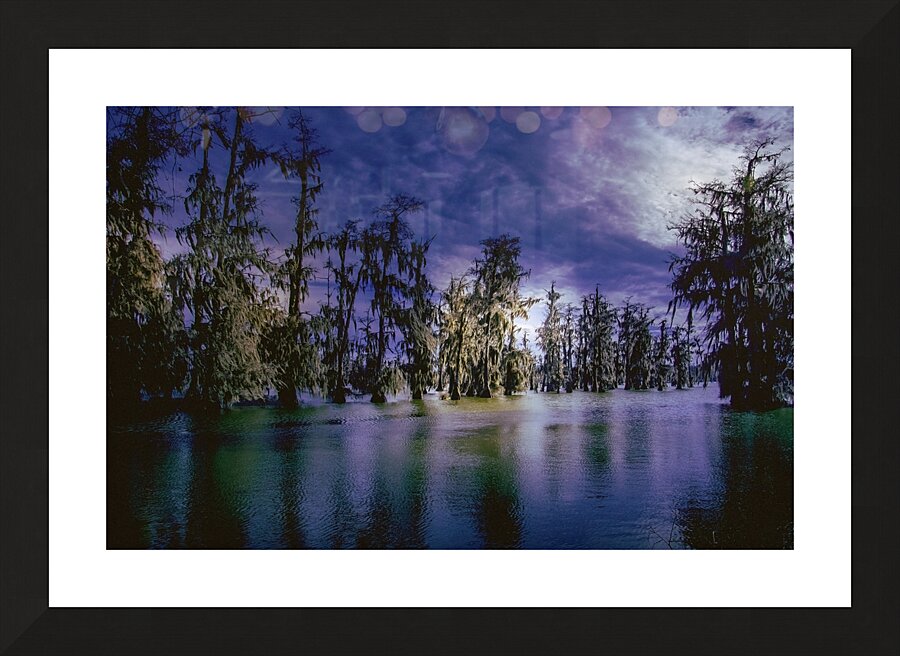 Louisiana Line of Trees Winter Wanderings Picture Frame print