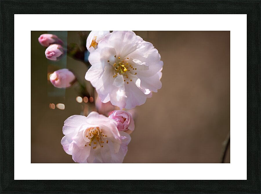 Spring - Shogetsu 3 Picture Frame print