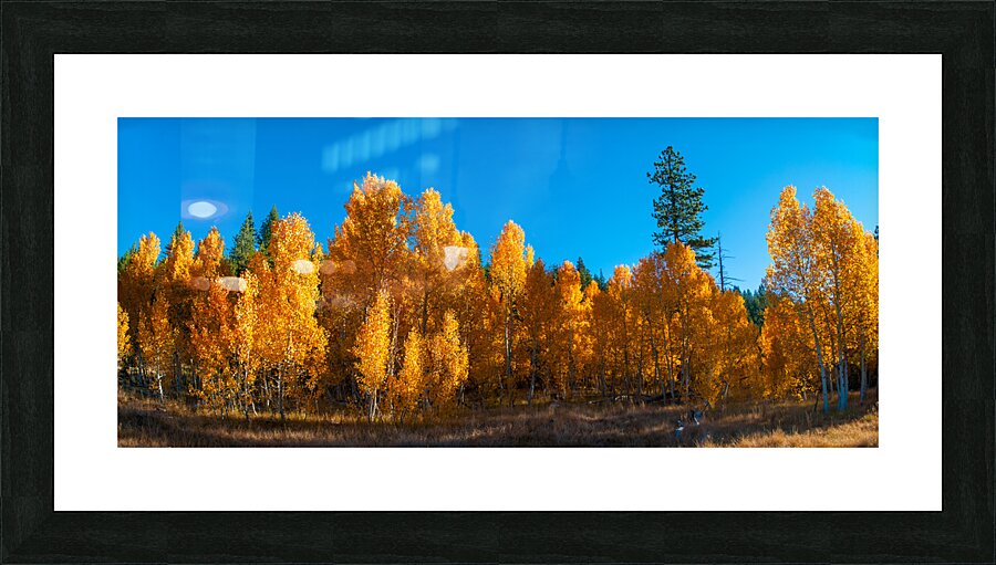 267 aspens pano  Framed Print Print