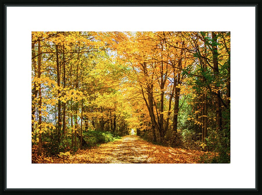 Fall Drive Near Guelph Picture Frame print