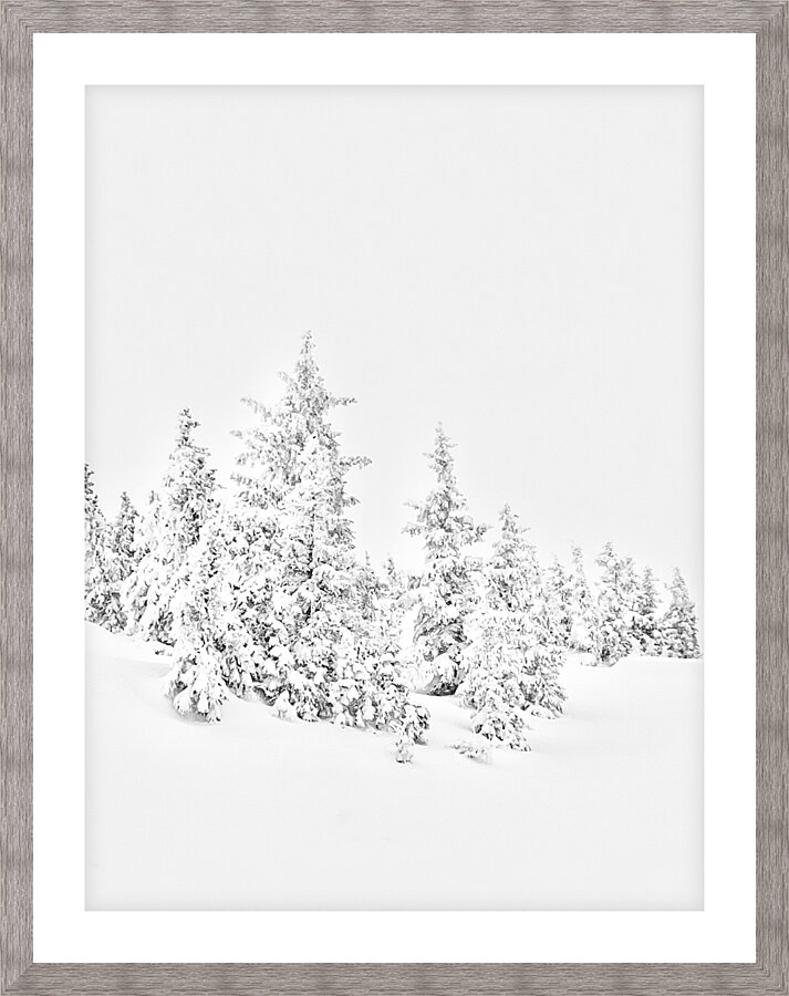 White Pines  Picture Frame print