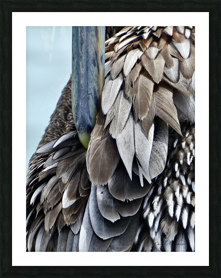 Brown Pelican ~ closeup of feathers and beak Anna Maria Island Picture Frame Printing