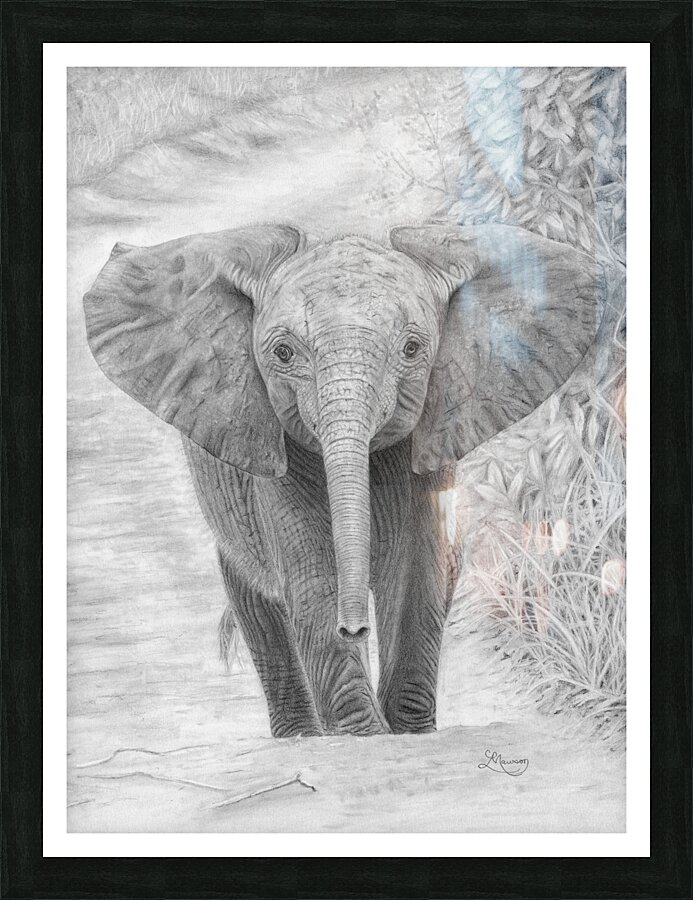 Young Elephant  Framed Print Print