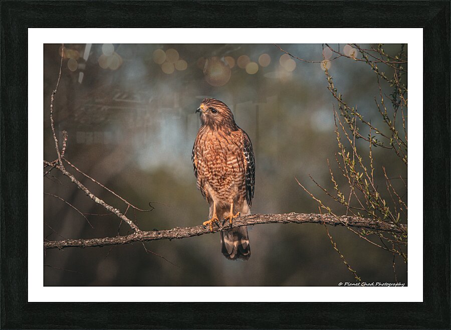 Curious Red Shouldered Hawk  Framed Print Print