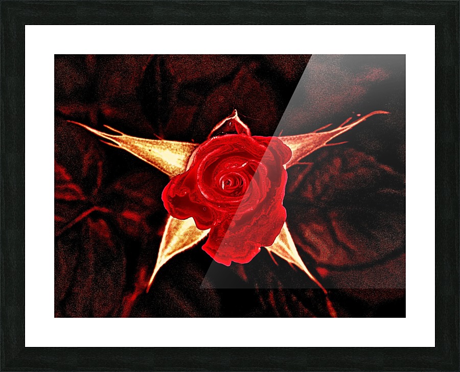 ROSE Picture Frame print