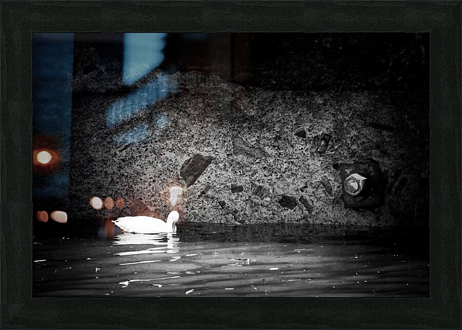 Oie blanche noir et blanc Picture Frame print