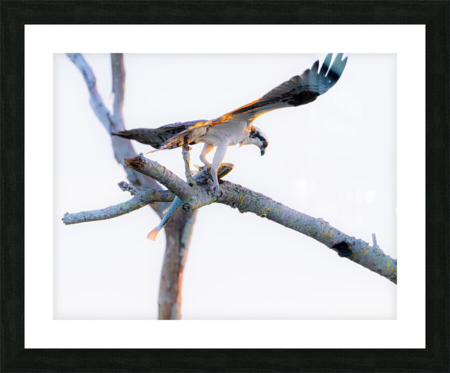 BZ9 4522 Enhanced NR Picture Frame print