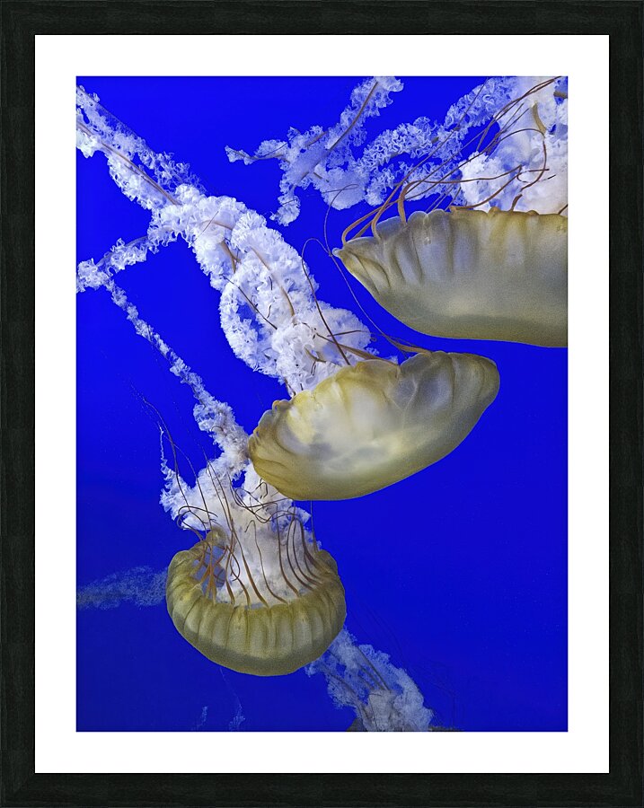 Smuck Picture Frame print