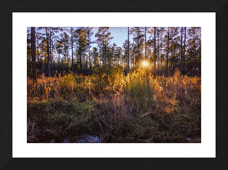 Woodland Marsh Sunset Winter Glow Picture Frame print
