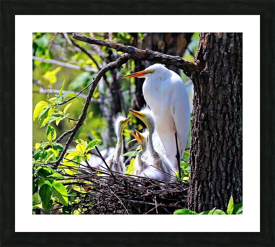 FRAMED BY NATURE Picture Frame print