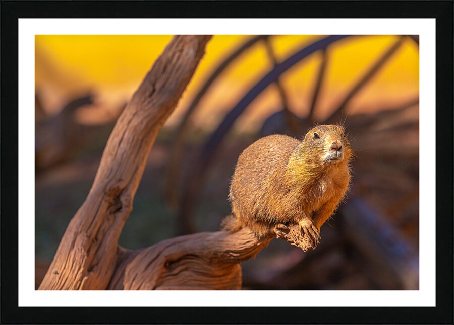 Prairie Dog Hangin Out Picture Frame print