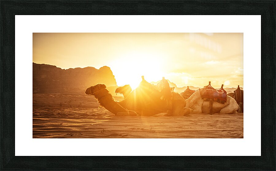 wadi rum camels Picture Frame print