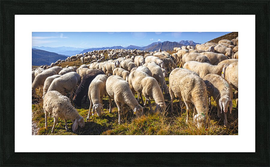 sheep in passo rolle Picture Frame print