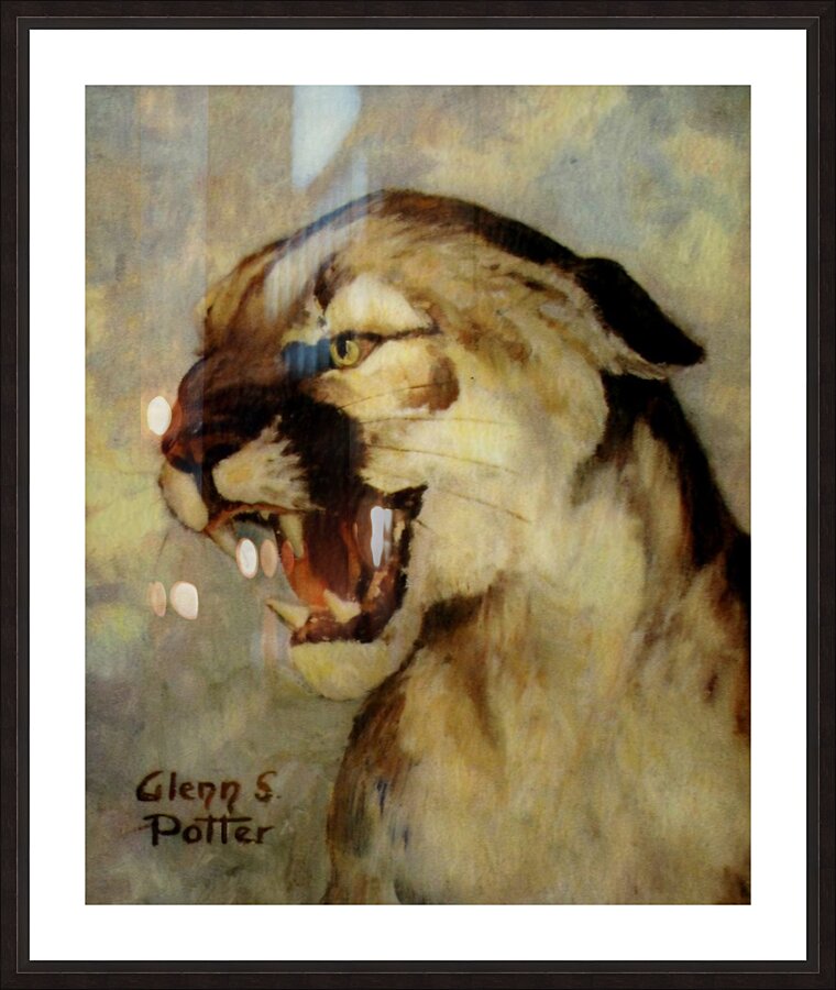 Vintage BYU Cougar Art by Glenn S. Potter Picture Frame print