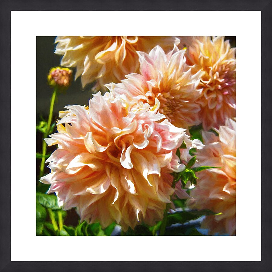 Peach Dahlia Picture Frame print