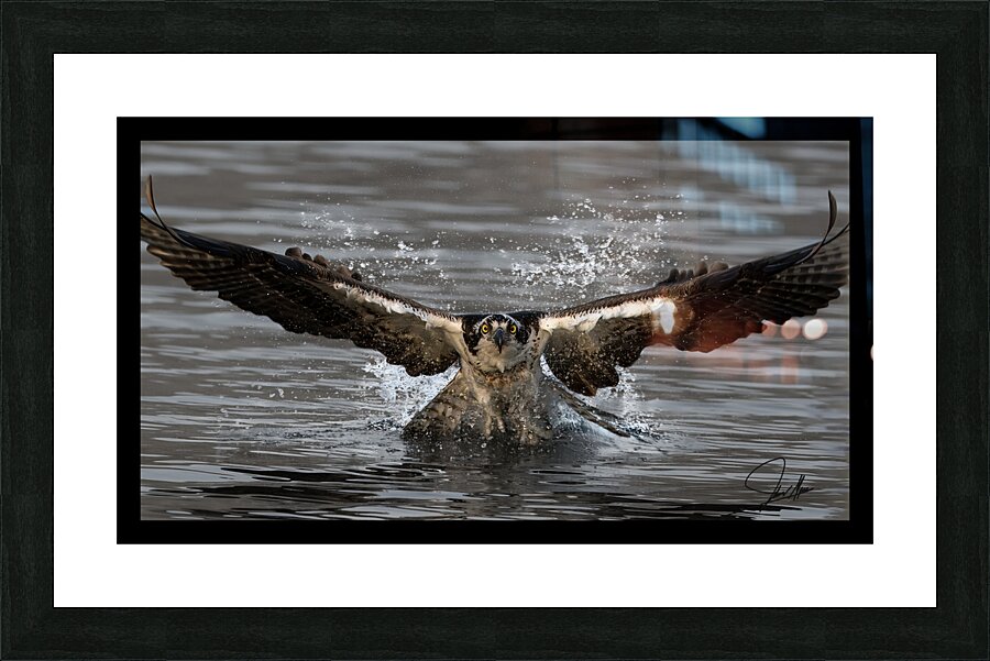 Osprey Faceon darker Picture Frame print