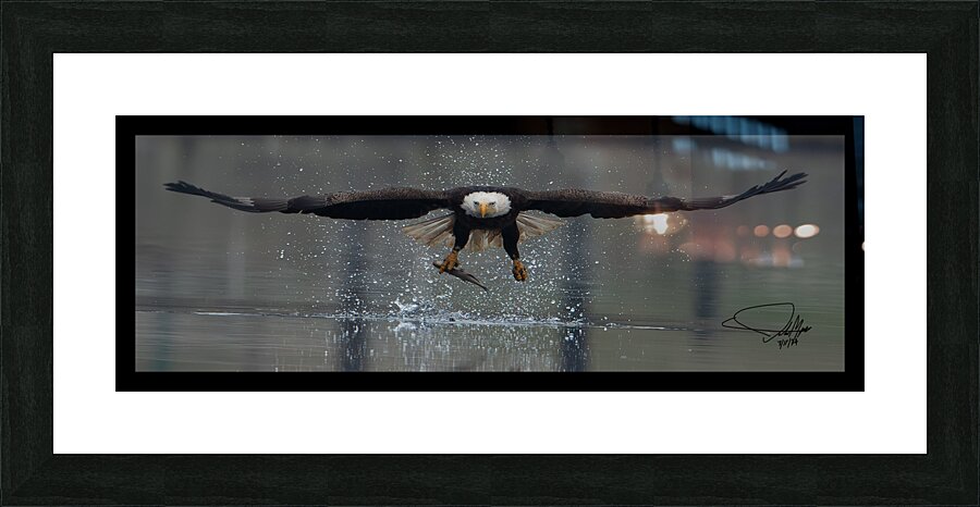 Eagle Stare  Picture Frame print
