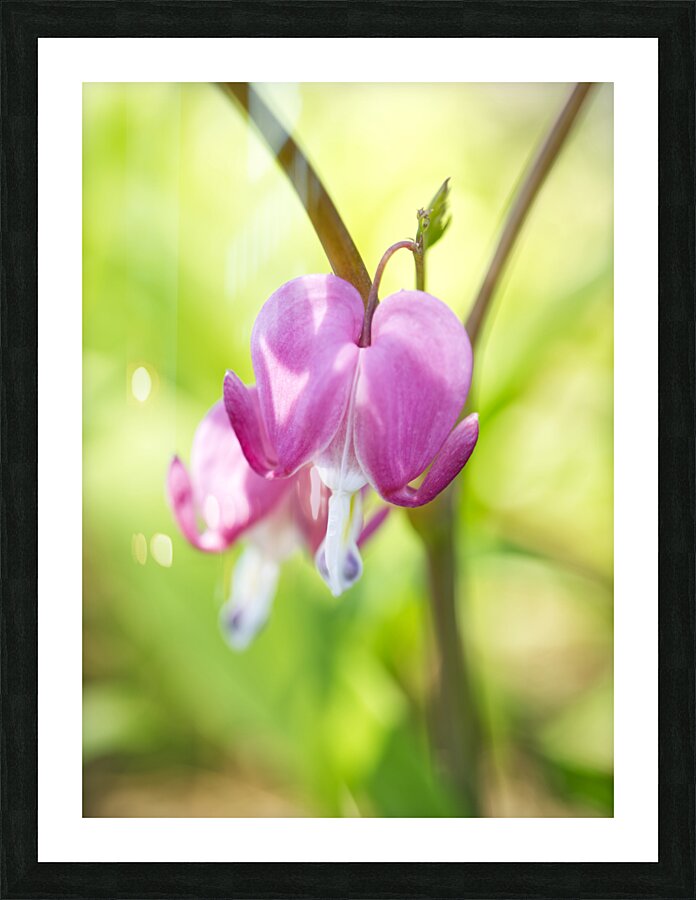 Asian Bleeding Heart Flower Vertical Picture Frame print