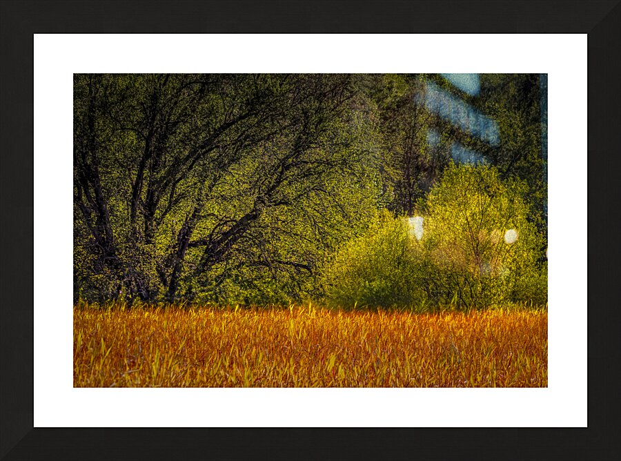 Light Green Trees of Early Spring Picture Frame print