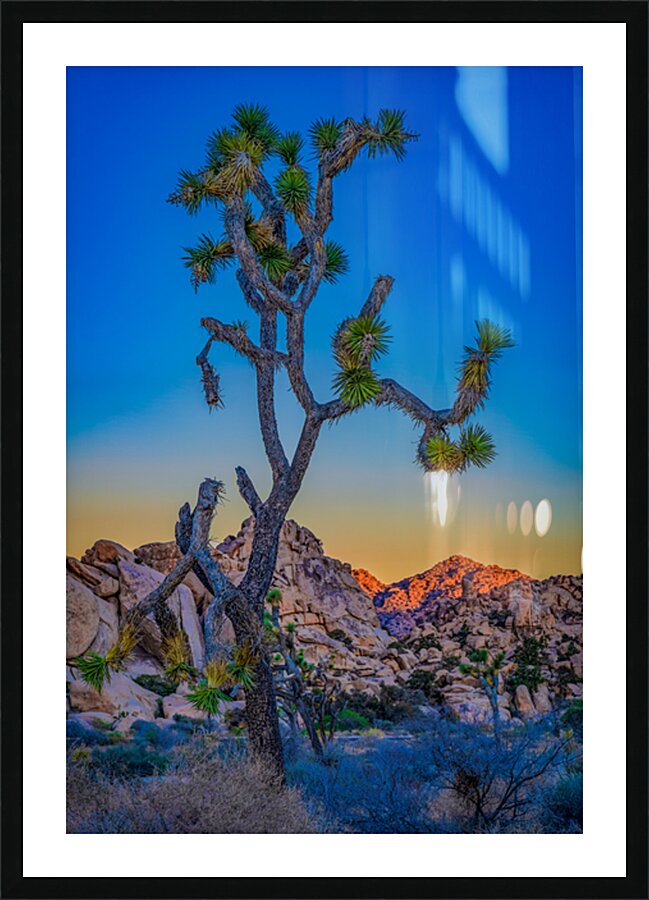 Joshua Tree Picture Frame print