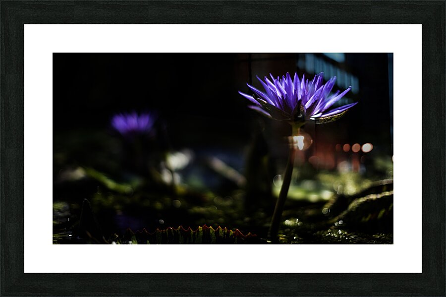  Y014438 Picture Frame print