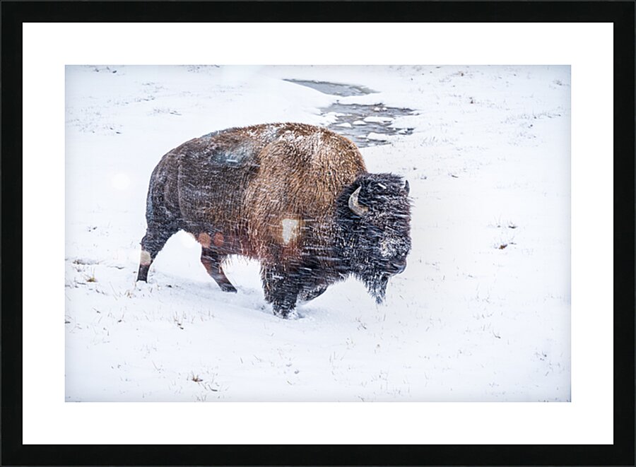 Snowy Buffalo II Picture Frame print