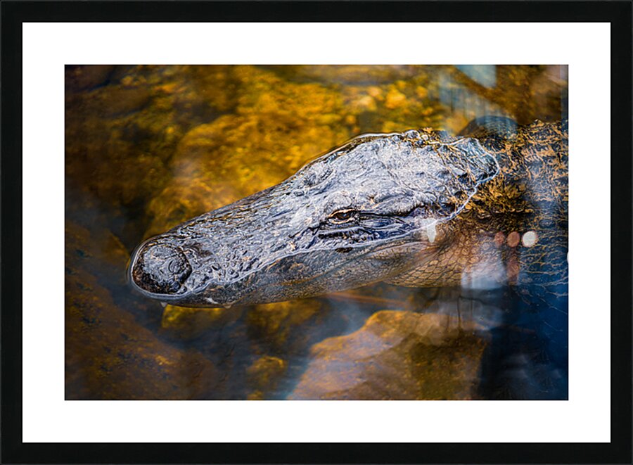 Alegator Portrait Picture Frame print