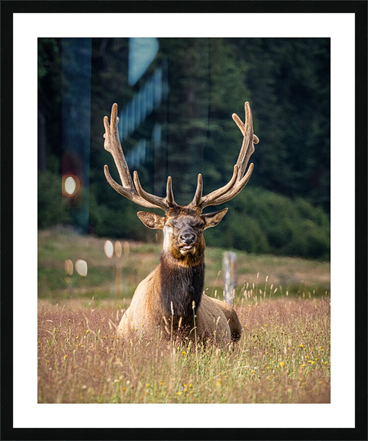 Elk Tongue Picture Frame print