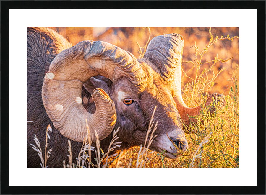 Big Horn Eye Picture Frame print