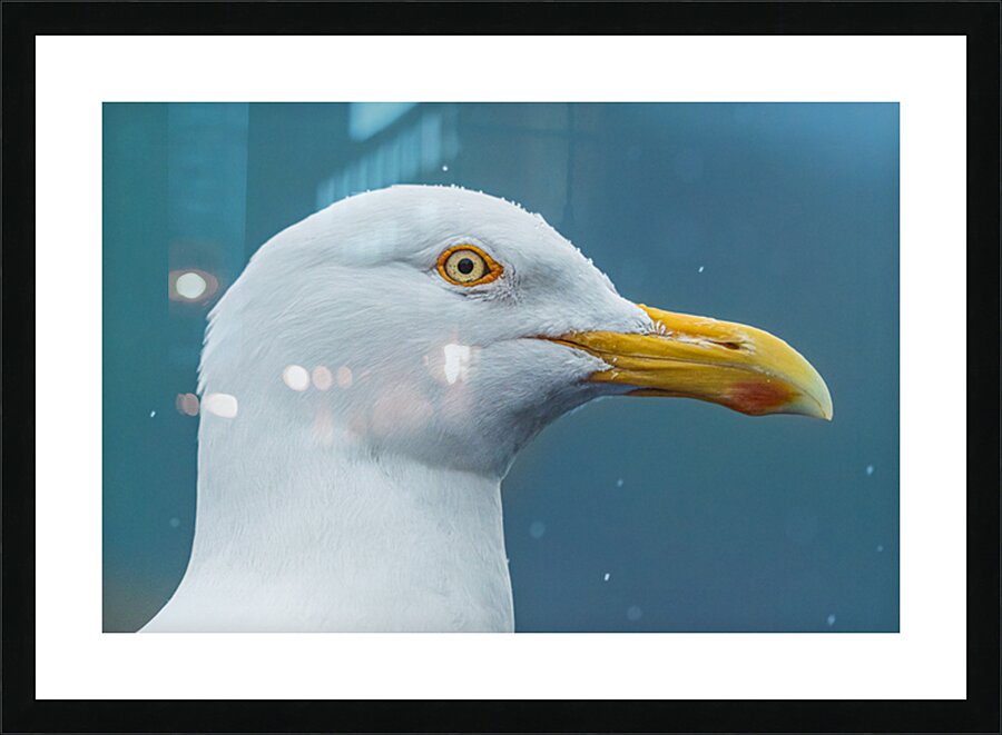 Bird Eye Picture Frame print
