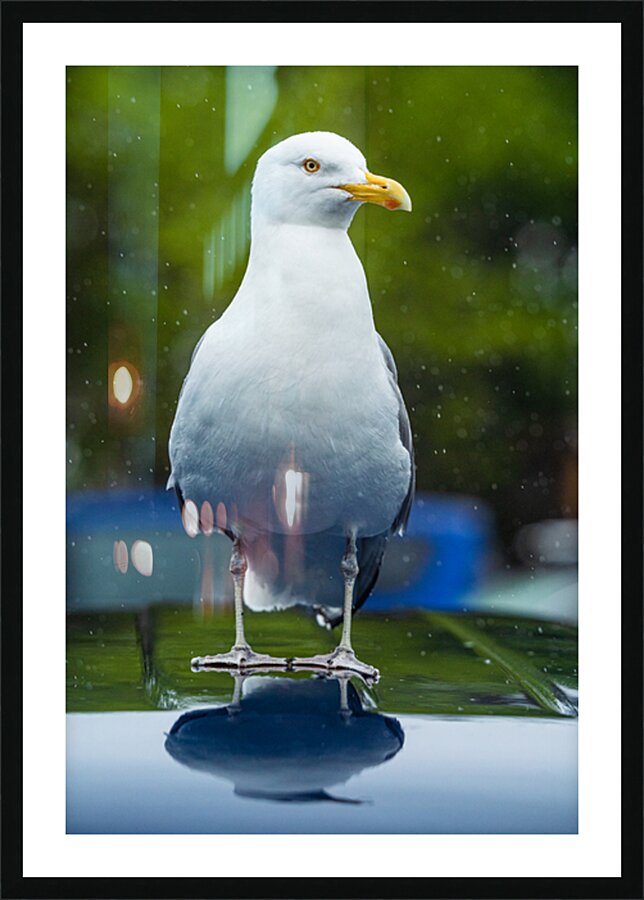 Pround Seagul Picture Frame print
