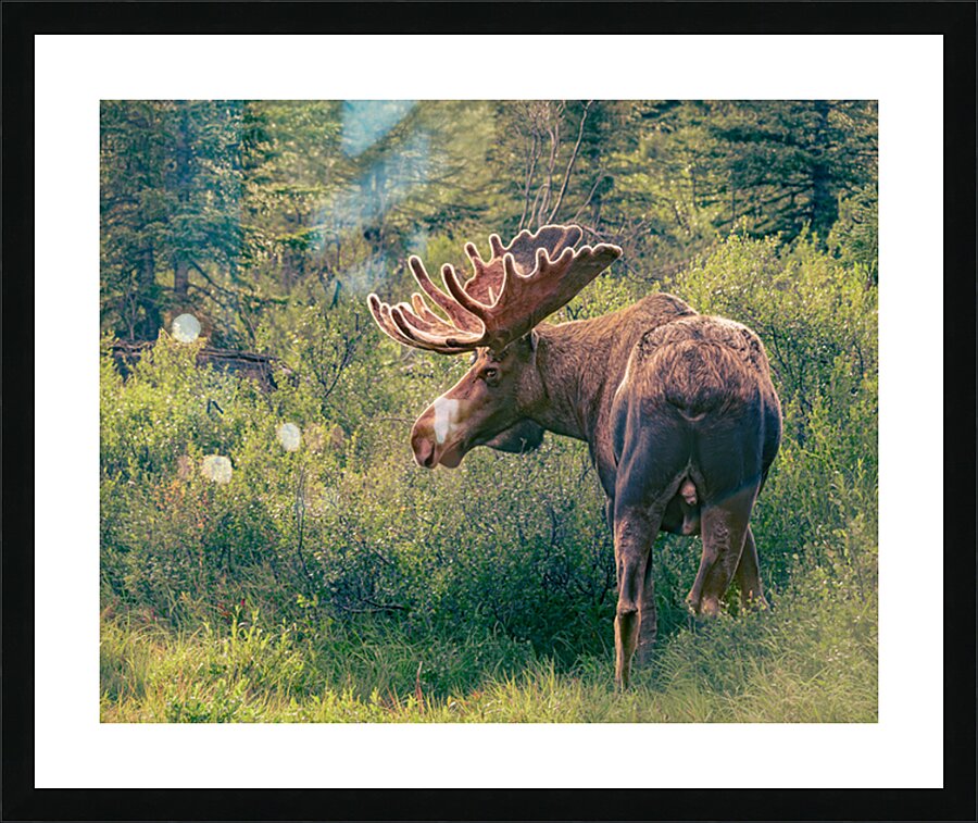  Fine Art print