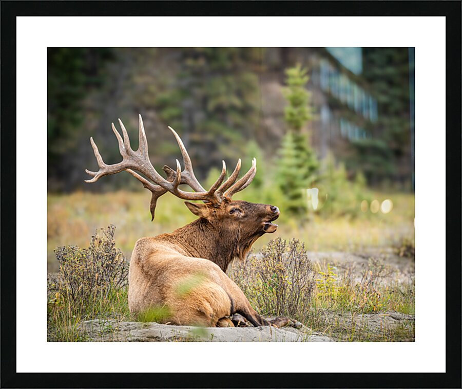 Bugaling Elk Picture Frame print