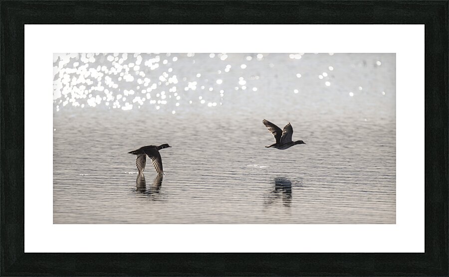 Skimming Picture Frame print