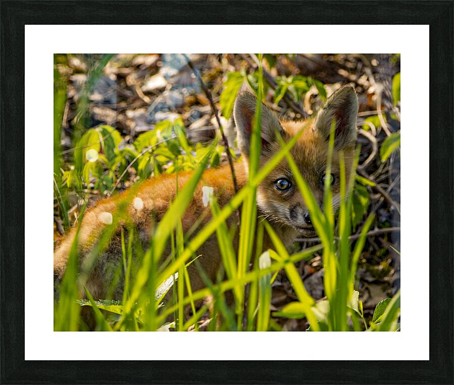 Fox Kit Picture Frame print